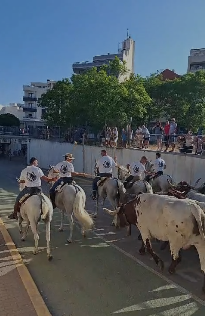 FESTES DE GATA 2026, PENÚLTIM DIA. AHIR DIA DEL BOU, HUI DELS MAJORS, OFRENA DE FLORS, CONCERT DE REVETLA I CORDÀ. ¡Aquelles ofrenes i revetles!