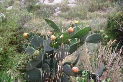 IMATGES CURIOSES: Ja hi ha figues de pala madures.