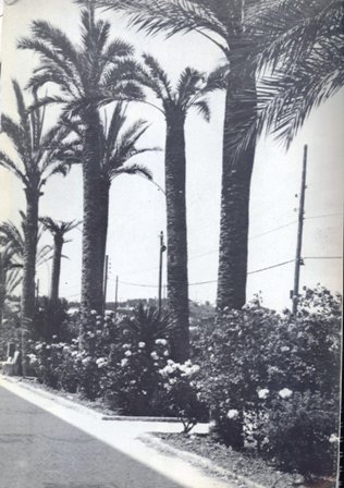 FOTOGRAFIES ANTIGUES (Gata en el record) -649, la d'ahir dia 22-