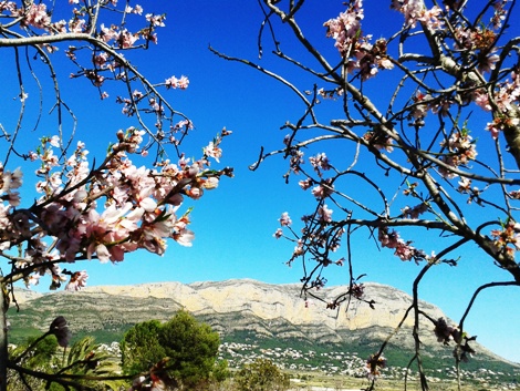 SEGONA IMATGE CURIOSA: la flor de lametler emmarca al Montgó