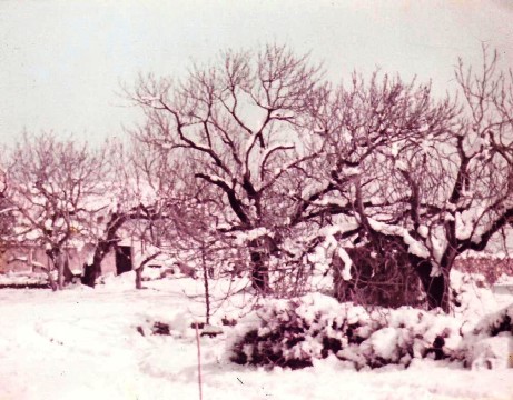 DIMECRES, 31 ANYS DAQUELLA GRAN NEVADA