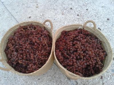 COSTUM AGRÍCOLA A GATA: És temps d'escaldar ( 8 )