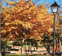 PRIMER DIA DE LA TARDOR: el groc i marró, colors per a contemplar