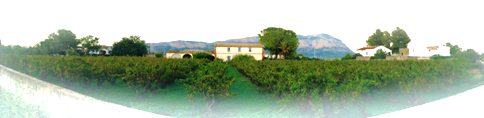 IMATGES CURIOSES: finca gatera entre camí i carretera