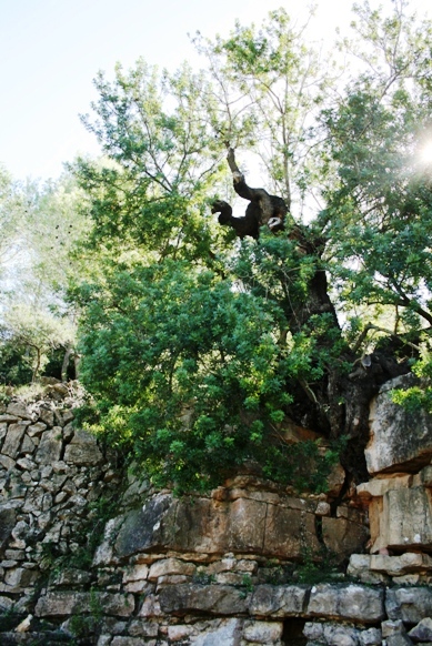 DIUMENGE 1 DE FEBRER, GATA CELEBRA EL DIA DE L'ARBRE
