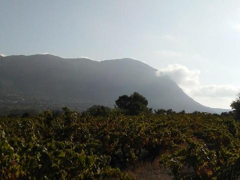 GATA: VISTES D'UN DIA CAP AL MONTGÓ ( II ), 9,20 H.