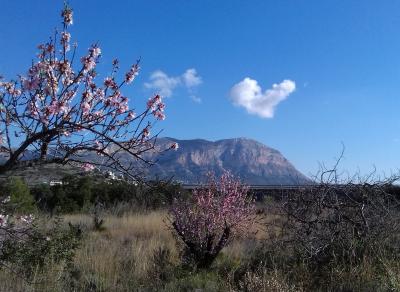 IMATGES CURIOSES: febrer, ametller i Montgó (foto, Sally Merrett)