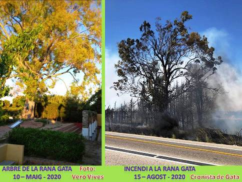 EL MONUMENTAL ARBRE DE LA RANA DE GATA, AMB 105 ANYS DE VIDA, TARDARÀPERÒ ES RECUPERARÀ. EL VA PLANTAR L'ALCALDE I METGE MORATAL. TESTIMONIS DE GATERS I GATERES