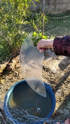 ELS VOLTANT DE GATA SOMPLIN DE GELADA. EL TERMÒMETRE BAIXA DE 0º GRAUS. NIT MOLT GÈLIDA DEL DILLUNS 11 A DIMARTS 12. DINS DEL POBLE, MÍNIMES DE 1,6