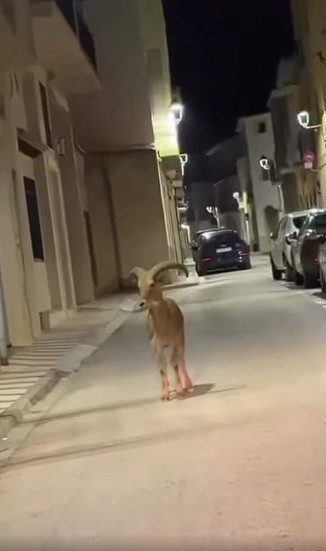 UN VISITANT SORPRESA TRAVESSA GATA PER LA NIT:  L'ARRUÍ DESORIENTAT