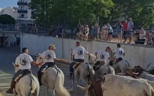 FESTES DE GATA 2026, PENÚLTIM DIA. AHIR DIA DEL BOU, HUI DELS MAJORS, OFRENA DE FLORS, CONCERT DE REVETLA I CORDÀ. ¡Aquelles ofrenes i revetles!