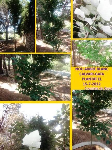 LARBRE BLANC DEL CALVARI ESTÀ BEN ARRELAT