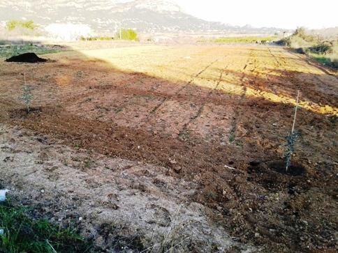 ROBATORI DE PLANTONS D'OLIVERES DE TOT UN BANCAL (terme de Gata)