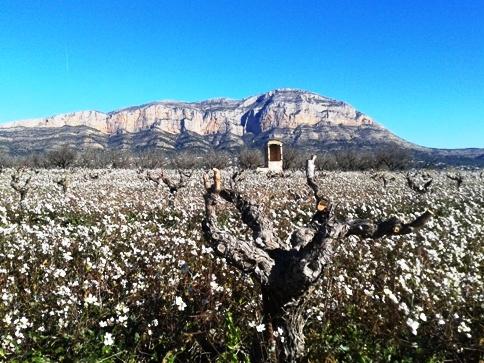 IMATGES CURIOSES: ceps, herba, cisterna iel Montgó