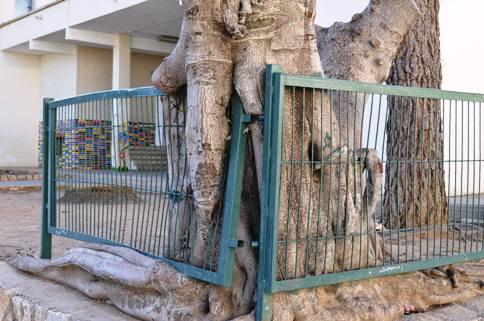 IMATGES CURIOSES (1): Quin ficus més enrevesat (escola de Gata)