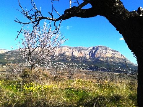 IMATGES CURIOSES (i II): Ametler viu, erm, socai el Montgó