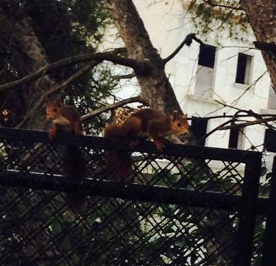 IMATGES CURIOSES (I): ELS ESQUIROLS TENEN CALOR. Esperant al pont de Gata