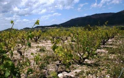 GATA: DIMECRES 22, REUNIÓ SOBRE NETEJA DE BANCALS I LA PLAGA DELS CONILLS