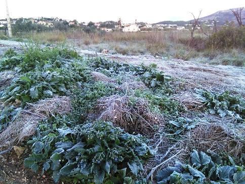GELADES MATINERES A GATA. FA FREDABRIGUEU-SE