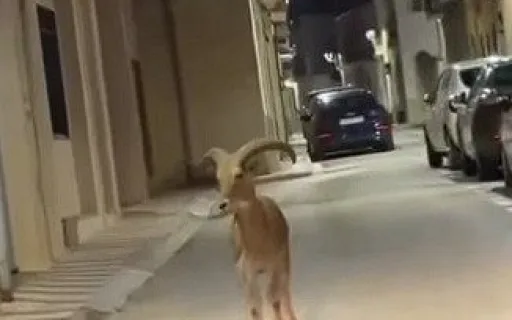 UN VISITANT SORPRESA TRAVESSA GATA PER LA NIT:  L'ARRUÍ DESORIENTAT
